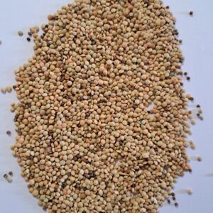 Lenticchie Verdi